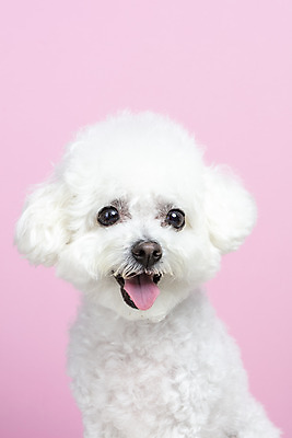 포토 JPG 스튜디오촬영 한마리 실내 근접촬영 사람없음 앞모습 반려동물 강아지 반려 비숑프리제 분홍색배경 국내포토 동물 1 뷰포인트 분홍색 백그라운드 내부 개 파일형식