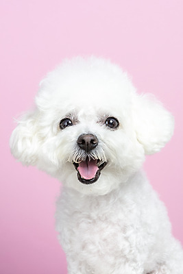 포토 JPG 스튜디오촬영 한마리 실내 근접촬영 사람없음 앞모습 반려동물 강아지 반려 비숑프리제 분홍색배경 국내포토 동물 1 뷰포인트 분홍색 백그라운드 내부 개 파일형식