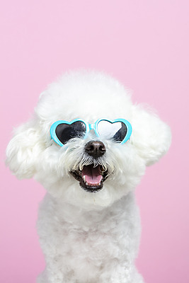 포토 JPG 스튜디오촬영 한마리 실내 근접촬영 사람없음 앞모습 반려동물 선글라스 하트 강아지 반려 비숑프리제 분홍색배경 국내포토 모양 동물 1 안경 뷰포인트 분홍색 백그라운드 내부 개 파일형식