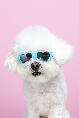 포토 JPG 스튜디오촬영 한마리 실내 근접촬영 사람없음 앞모습 반려동물 선글라스 하트 강아지 반려 비숑프리제 분홍색배경 국내포토 모양 동물 1 안경 뷰포인트 분홍색 백그라운드 내부 개 파일형식