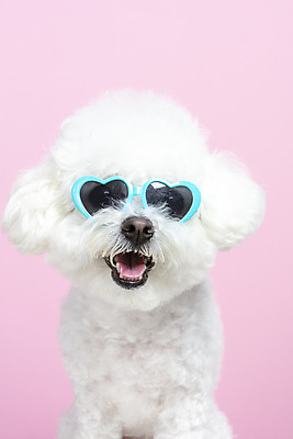 포토 JPG 스튜디오촬영 한마리 실내 근접촬영 사람없음 앞모습 반려동물 선글라스 하트 강아지 반려 비숑프리제 분홍색배경 국내포토 모양 동물 1 안경 뷰포인트 분홍색 백그라운드 내부 개 파일형식