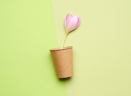 포토 JPG 해외이미지 꽃 실내 사람없음 재활용 종이컵 일회용 친환경 초록배경 해외포토 식물 백그라운드 내부 컵 초록색 환경 파일형식
