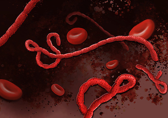 PSD 일러스트 사람없음 빨간색 바이러스 적혈구 에볼라 국내일러스트 컬러 질병 혈구 파일형식