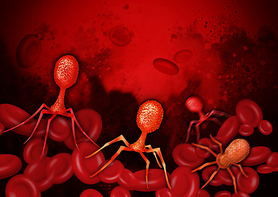 PSD 일러스트 사람없음 빨간색 바이러스 질병 적혈구 박테리아 국내일러스트 컬러 의학 혈구 파일형식