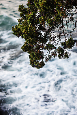 포토 JPG 주간 바다 사람없음 야외 소나무 강원도 동해 국내포토 자연요소 나무 한국 파일형식