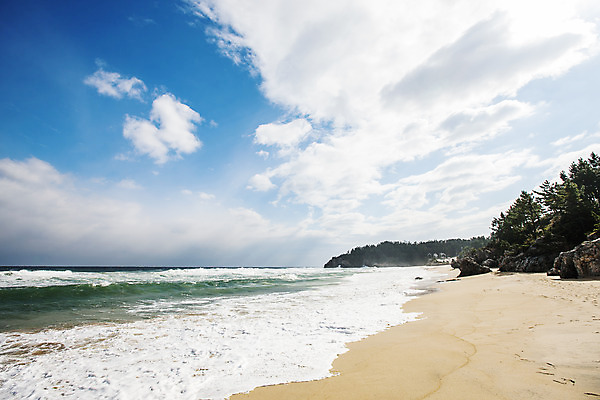 포토 JPG 주간 나무 바다 해변 사람없음 야외 강원도 동해 추암 국내포토 자연요소 식물 한국 바위_돌 파일형식