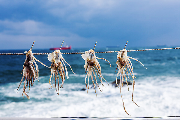 포토 JPG 주간 구름 줄 바다 하늘 사람없음 야외 오징어 강원도 동해 국내포토 자연요소 연체동물 한국 수중동물 파일형식