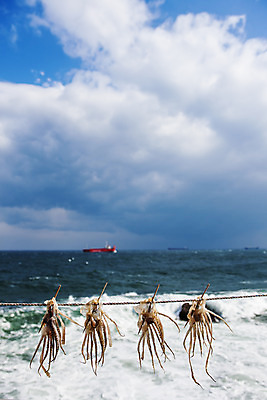 포토 JPG 주간 구름 바다 하늘 사람없음 야외 오징어 강원도 동해 국내포토 자연요소 연체동물 한국 수중동물 파일형식