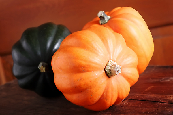 포토 JPG 해외이미지 줄기 채소 사람없음 매끈함 원예 도토리 박 해외202004 해외202105 해외포토 식물 취미 견과류 감각 파일형식