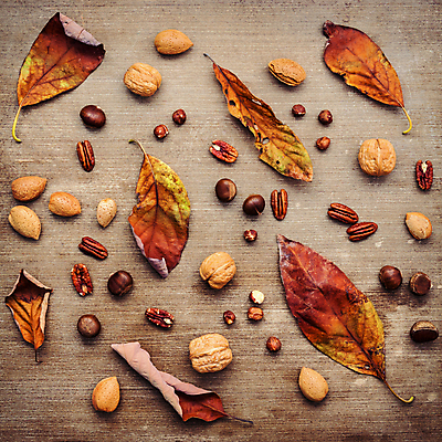 포토 JPG 해외이미지 단풍 낙엽 실내 사람없음 호두 피칸 헤이즐넛 나무배경 해외202004 해외202105 해외포토 백그라운드 잎 내부 견과류 파일형식