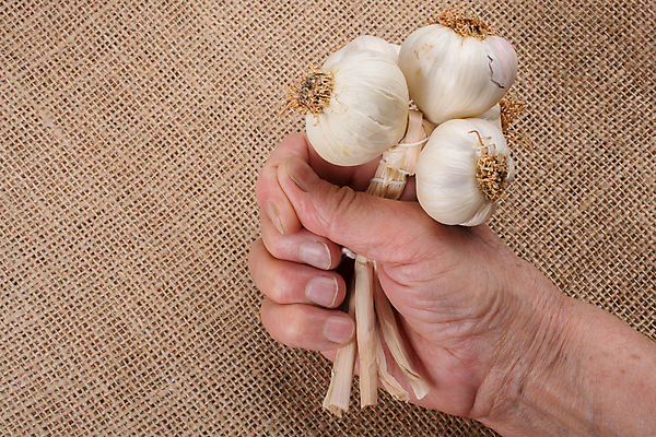 포토 JPG 해외이미지 손 채소 파슬리 마늘 사람없음 머리 잡기 다발 허브 향신료 보따리 해외202004 해외202105 해외포토 식물 모션 신체부위 향미료 파일형식