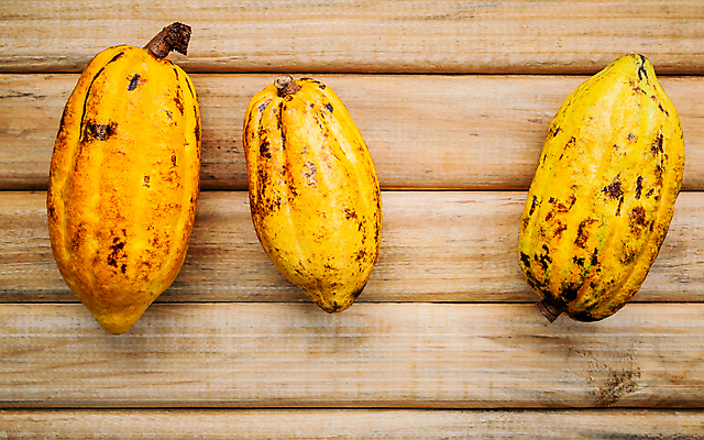 포토 JPG 해외이미지 산업 과일 콩 사람없음 초콜릿 견과류 제조 가루 아로마 인도네시아 트랙터 버터 코코아 말레이시아 마다가스카르 밭일 카카오 억울 해외202004 해외202105 해외포토 감정 아시아 음료 디저트 곡류 농기계 특수차량 파일형식