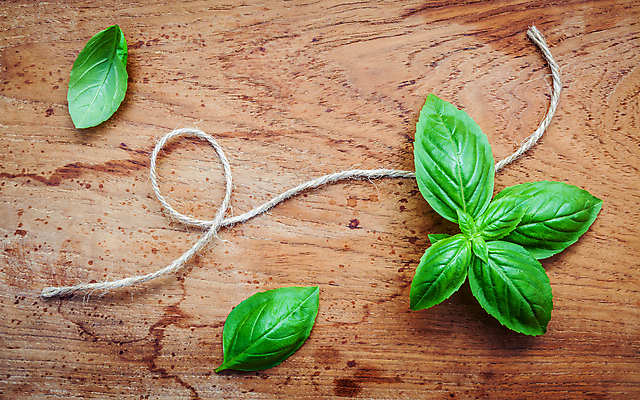 포토 JPG 해외이미지 실내 사람없음 바질 노끈 나무배경 해외202004 해외202105 해외포토 줄 백그라운드 내부 파일형식