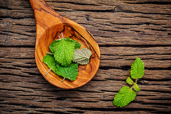 포토 JPG 해외이미지 실내 사람없음 민트 나무주걱 나무배경 해외202004 해외202105 해외포토 백그라운드 내부 목재 허브 주걱 파일형식