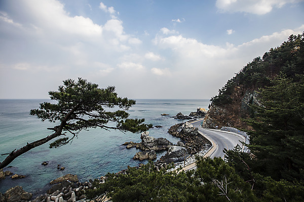 포토 JPG 주간 나무 하늘 산 사람없음 야외 강원도 해안도로 동해 강릉 국내여행 국내포토 자연요소 식물 도로 바다 여행 한국 파일형식