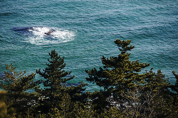 포토 JPG 주간 나무 파도 바다 사람없음 야외 강원도 동해 강릉 국내여행 국내포토 자연요소 식물 여행 한국 파일형식