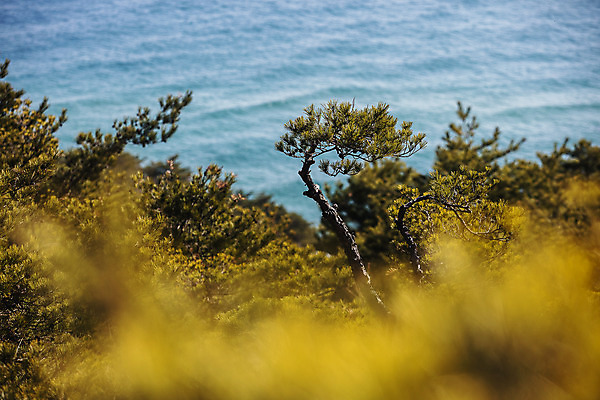 포토 JPG 주간 바다 사람없음 야외 소나무 소프트포커스 강원도 동해 강릉 국내여행 국내포토 자연요소 나무 여행 한국 촬영기법 파일형식