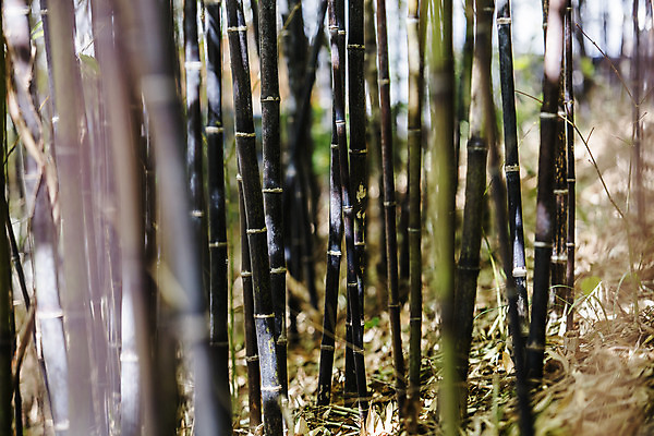 포토 JPG 주간 사람없음 야외 소프트포커스 대나무 강원도 강릉 국내여행 대나무밭 선교장 국내포토 자연요소 나무 여행 밭 한국 촬영기법 파일형식