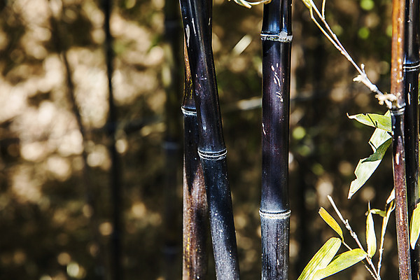포토 JPG 주간 사람없음 야외 아웃포커스 대나무 강원도 강릉 국내여행 대나무밭 선교장 국내포토 자연요소 나무 여행 밭 한국 촬영기법 파일형식