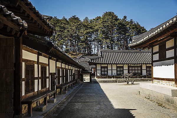 포토 JPG 주간 나무 한옥 사람없음 야외 강원도 강릉 국내여행 선교장 국내포토 자연요소 식물 한국전통 여행 고건축 한국 파일형식