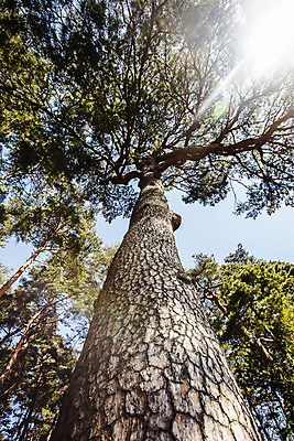 포토 JPG 주간 로우앵글 사람없음 야외 햇빛 소나무 강원도 강릉 국내여행 선교장 국내포토 자연요소 나무 뷰포인트 여행 한국 태양 파일형식