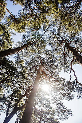 포토 JPG 주간 나무 로우앵글 사람없음 야외 햇빛 소나무 강원도 강릉 국내여행 선교장 국내포토 자연요소 식물 뷰포인트 여행 한국 태양 파일형식
