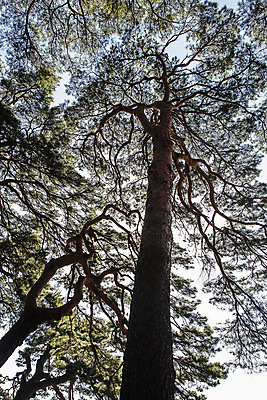 포토 JPG 주간 로우앵글 고건축 사람없음 야외 소나무 강원도 강릉 국내여행 선교장 국내포토 자연요소 나무 건축물 뷰포인트 여행 한국 파일형식