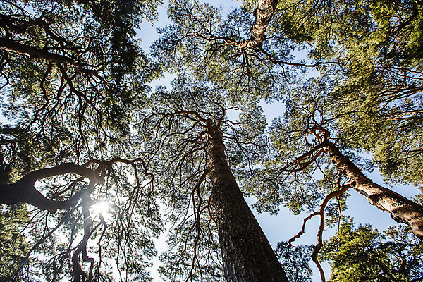 포토 JPG 주간 로우앵글 사람없음 야외 햇빛 소나무 강원도 강릉 국내여행 선교장 국내포토 자연요소 나무 뷰포인트 여행 한국 태양 파일형식