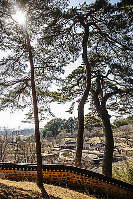 포토 JPG 주간 나무 한옥 사람없음 야외 햇빛 소나무 강원도 강릉 국내여행 기와담장 선교장 국내포토 자연요소 식물 한국전통 여행 고건축 한국 기와 담장 태양 파일형식