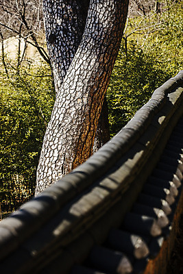 포토 JPG 주간 사람없음 야외 소나무 강원도 강릉 국내여행 기와담장 선교장 국내포토 자연요소 나무 여행 한국 기와 담장 파일형식