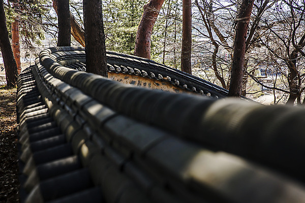 포토 JPG 주간 사람없음 야외 소나무 강원도 강릉 국내여행 기와담장 선교장 국내포토 자연요소 나무 여행 한국 기와 담장 파일형식