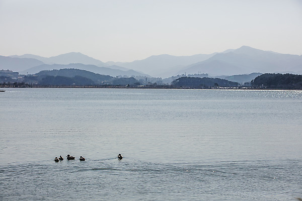포토 JPG 주간 호수 산 오리 사람없음 야외 강원도 강릉 경포대 경포호수 국내여행 국내포토 자연요소 여행 조류 한국 해변 파일형식