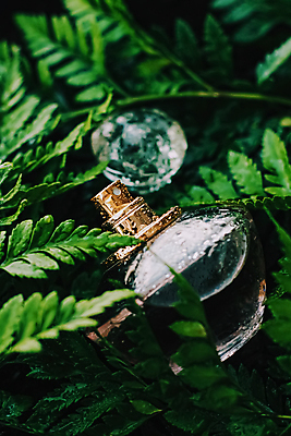 포토 JPG 해외이미지 잎 사람없음 화장품 젖음 향수병 해외포토 식물 뷰티 향수 병_담는 파일형식