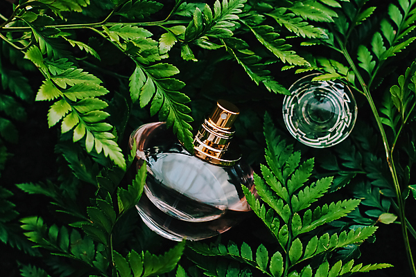 포토 JPG 해외이미지 잎 사람없음 화장품 향수병 해외포토 식물 뷰티 향수 병_담는 파일형식