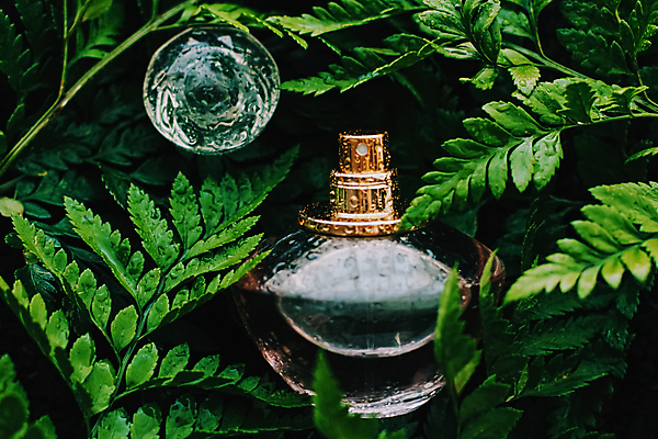 포토 JPG 해외이미지 잎 사람없음 화장품 젖음 향수병 해외포토 식물 뷰티 향수 병_담는 파일형식