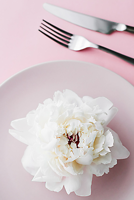 포토 JPG 해외이미지 식기 접시 꽃 포크 사람없음 낭만 나이프 분홍색배경 해외포토 식물 분홍색 백그라운드 컨셉 칼 파일형식