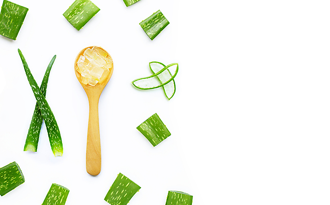 포토 JPG 해외이미지 사람없음 하이앵글 흰배경 알로에 플랫레이 해외포토 식물 뷰포인트 백그라운드 흰색 플랫 파일형식