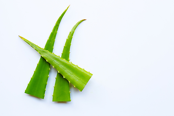 포토 JPG 해외이미지 사람없음 화장품 흰배경 알로에 해외포토 식물 백그라운드 뷰티 흰색 파일형식