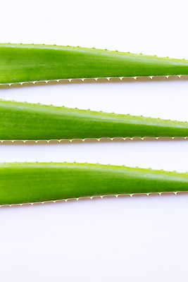 포토 JPG 해외이미지 근접촬영 사람없음 흰배경 알로에 해외포토 식물 뷰포인트 백그라운드 흰색 파일형식