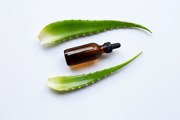 포토 JPG 해외이미지 사람없음 흰배경 알로에 해외포토 식물 백그라운드 흰색 파일형식