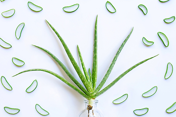 포토 JPG 해외이미지 사람없음 하이앵글 흰배경 알로에 해외포토 식물 뷰포인트 백그라운드 흰색 파일형식