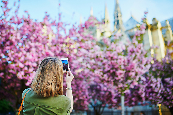 포토 JPG 해외이미지 주간 외국인 나무 백인 공원 여자 가방 한명 들기 상반신 성인 야외 건물 뒷모습 아웃포커스 스마트폰 사진촬영 봄 벚꽃 성인여자한명만 파리(프랑스) 해외포토 자연요소 서양인 식물 1 건축물 잡화 계절 공공시설 꽃 뷰포인트 모션 촬영기법 사람 인종 핸드폰 스마트기기 촬영 여자한명만 성인여자만 파일형식