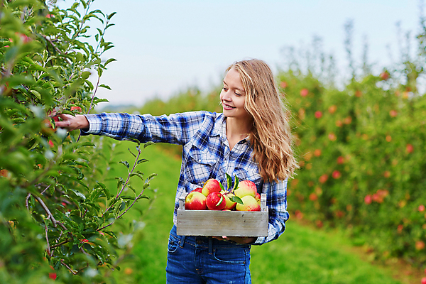 포토 JPG 해외이미지 주간 백인 한명 들기 상반신 성인 야외 아웃포커스 수확 사과 농부 나무상자 과수원 사과농장 성인여자한명만 해외포토 자연요소 서양인 직업 1 농업 과일 모션 촬영기법 사람 상자 농장 여자한명만 성인여자만 파일형식