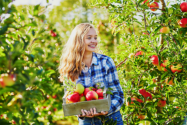 포토 JPG 해외이미지 주간 백인 한명 들기 상반신 성인 야외 아웃포커스 사과 농부 나무상자 과수원 사과농장 성인여자한명만 해외포토 자연요소 서양인 직업 1 농업 과일 모션 촬영기법 사람 상자 농장 여자한명만 성인여자만 파일형식