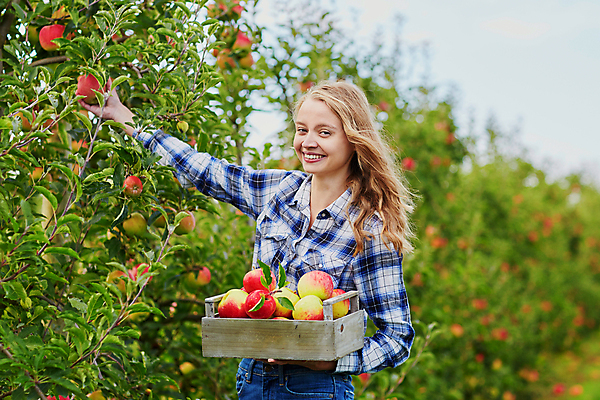 포토 JPG 해외이미지 주간 백인 한명 들기 상반신 성인 야외 아웃포커스 수확 사과 농부 나무상자 과수원 사과농장 성인여자한명만 해외포토 자연요소 서양인 직업 1 농업 과일 모션 촬영기법 사람 상자 농장 여자한명만 성인여자만 파일형식