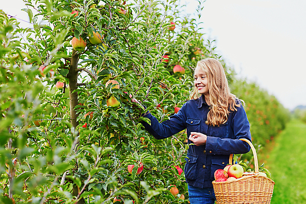 포토 JPG 해외이미지 주간 백인 응시 한명 들기 상반신 성인 야외 앞모습 아웃포커스 수확 사과 농부 과수원 사과농장 사과바구니 성인여자한명만 해외포토 자연요소 서양인 직업 1 시선 뷰포인트 농업 과일 모션 촬영기법 사람 농장 바구니 여자한명만 성인여자만 파일형식
