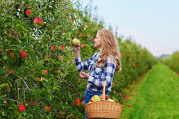 포토 JPG 해외이미지 주간 백인 한명 들기 상반신 성인 야외 옆모습 아웃포커스 수확 사과 농부 과수원 사과농장 사과바구니 성인여자한명만 해외포토 자연요소 서양인 직업 1 뷰포인트 농업 과일 모션 촬영기법 사람 농장 바구니 여자한명만 성인여자만 파일형식