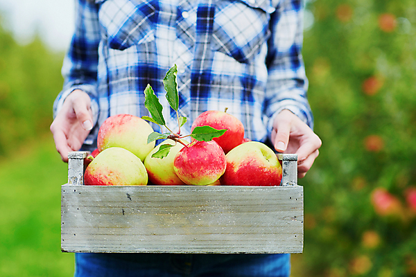 포토 JPG 해외이미지 주간 백인 한명 들기 상반신 성인 야외 아웃포커스 사과 농부 나무상자 과수원 사과농장 성인여자한명만 해외포토 자연요소 서양인 직업 1 농업 과일 모션 촬영기법 사람 상자 농장 여자한명만 성인여자만 파일형식