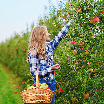 포토 JPG 해외이미지 주간 백인 한명 들기 상반신 성인 야외 옆모습 아웃포커스 수확 사과 농부 과수원 사과농장 사과바구니 성인여자한명만 해외포토 자연요소 서양인 직업 1 뷰포인트 농업 과일 모션 촬영기법 사람 농장 바구니 여자한명만 성인여자만 파일형식
