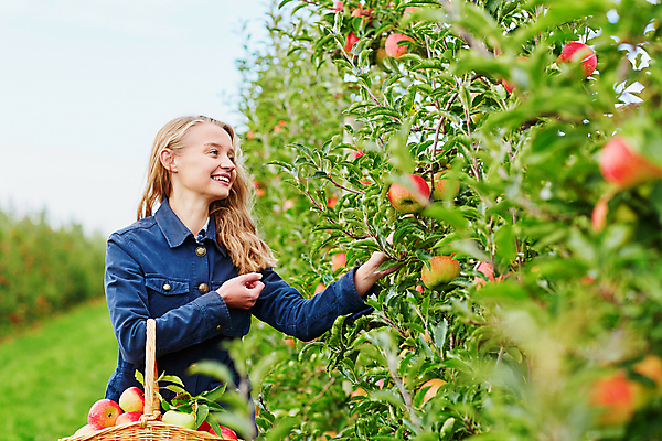 포토 JPG 해외이미지 주간 백인 응시 한명 들기 상반신 성인 야외 옆모습 수확 사과 농부 과수원 사과농장 사과바구니 성인여자한명만 해외포토 자연요소 서양인 직업 1 시선 뷰포인트 농업 과일 모션 사람 농장 바구니 여자한명만 성인여자만 파일형식